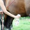 Application d'Alt'o Zinsect spray sur cheval - Vue 1
