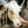 Application d'Alt'o Zinsect spray sur une vache - Vue 1