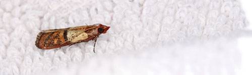 Mites-Moth-Fleas
