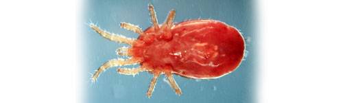 Red louse