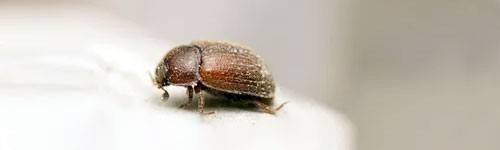 Bread beetle