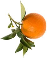 Orange amère ou Petit grain bigarade - Citrus aurantium ssp amara