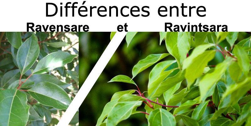 différence entre le Ravensare et le Ravintsara