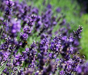Lavender essential oil (Lavandula officinalis)