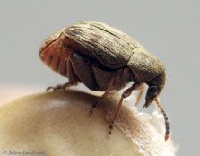 The bean weevil - Acanthoscelides obtectus