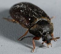 The black carpet beetle, Attagenus unicolor