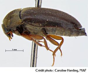 The black carpet beetle, Attagenus unicolor