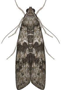 The food moth - Ephestia kuehniella