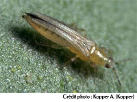 Californian Thrips - Frankliniella occidentalis