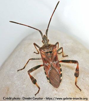 American bedbug - Leptoglossus occidentalis