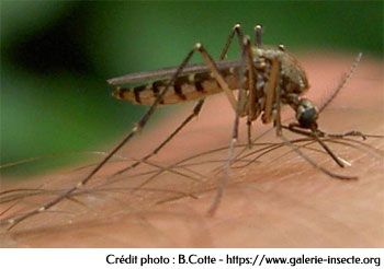 The mosquito - aedes vexans