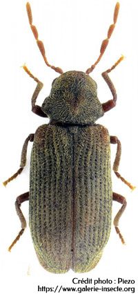 wood beetle, Anobium punctatum