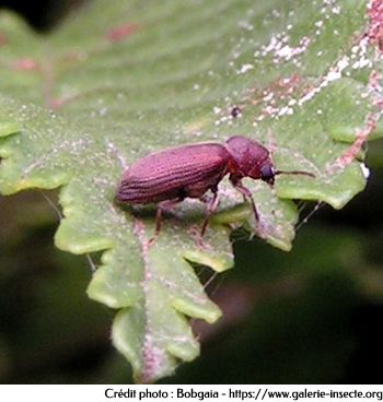 wood beetle, Anobium punctatum