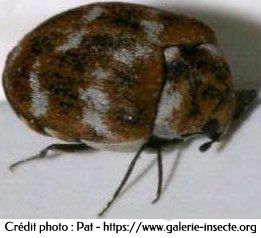 furniture carpet beetle - Anthrenus flavipes (LeConte)