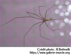 L'araignée faucheuse - Pholcus phalangioides