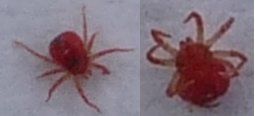 Test de l'insecticide sur l'araignée rouge
