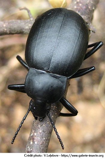 The cellar beetle - Blaps mucronata