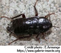 The cockroach - Blatta orientalis
