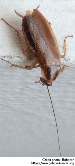 The cockroach - Blattela germanica