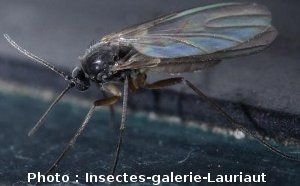 https://www.penntybio.com/img/cms/Dossiers/Insecticides/Insectes/bradysia.jpg