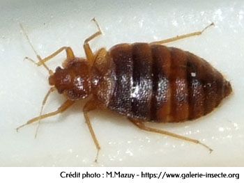 the bed bug - Cimex lectularius