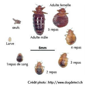 bed bug development cycle