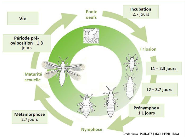Biological cycle of thrips (source INRA)