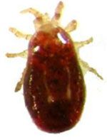 Le pou rouge - Dermanyssus Gallinae