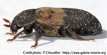 the larder beetle - Dermestes lardarius