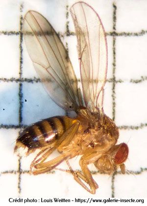 mouche à fruit Drosophila melanogaster