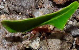 The house ant - Lasius brunneus