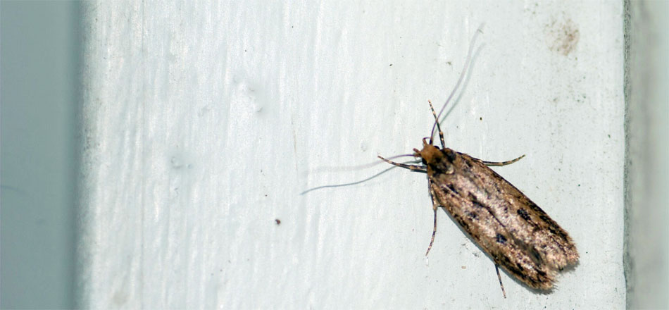 The seed moth - Hofmannophila pseudospretella