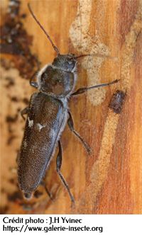 HYLOTRUPES BAJULUS - House longhorn beetle