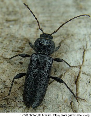 HYLOTRUPES BAJULUS - House longhorn beetle