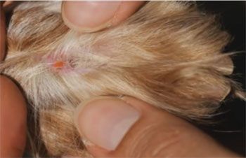 Presence of chiggers larvae on a dog paw