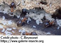 The ant - Lasius emarginatus