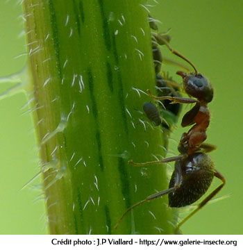 The ant - Lasius emarginatus