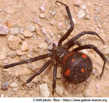 Spider : Latrodectus tredecimguttatus
