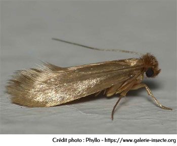 The clothes moth - Tineola bisselliella