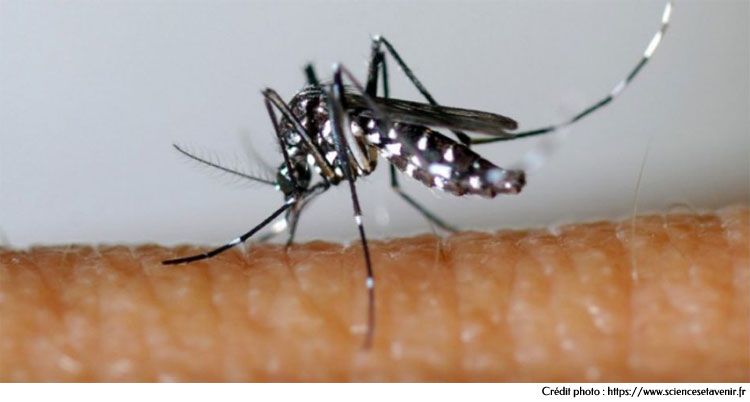 The tiger mosquito Aedes albopictus - Dengue, Chikungunya, Zika