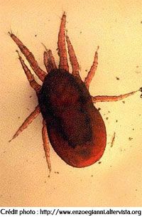 LThe red louse - Dermanyssus Gallinae