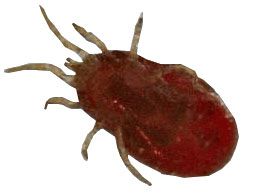 The red louse - Dermanyssus Gallinae