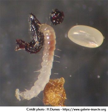 flea larva in the middle of a meal