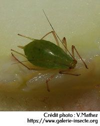 The green aphid  - Macrosiphum sp.