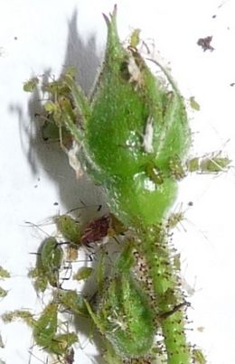 dead aphids