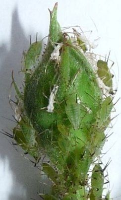 live aphids