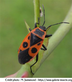 Bug pyrrhocoris