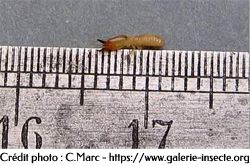 Termite - Reticulitermes lucifugus