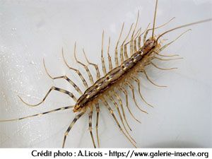 The centipede, scutigera coleoptrata