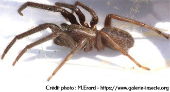 L'araignée : Segestria florentina